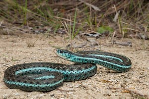 Garter Snakes In Florida