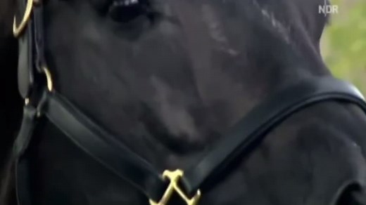 ✞ hickstead & totilas ✞ sur TikTok