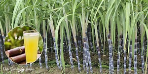 How To Grow Sugar Cane At Home And Create Homemade Sugar Cane Syrup