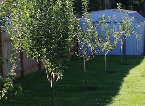 Tips for pruning fruit trees in east Idaho - East Idaho News