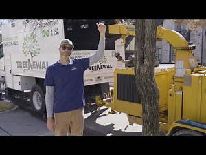 Structural Pruning Explained 🏅 Certified Arborist Tackles a Young Cedar Elm with Codominant Stems
