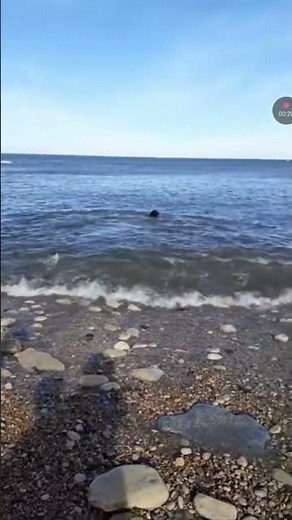 Barney enjoy swimming in the sea at Souter Hole.