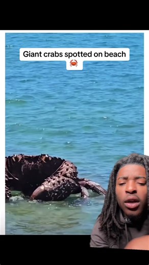 Giant Crabs Spotted on Beach - Unveiling Sea Monsters 🦀🏖️
