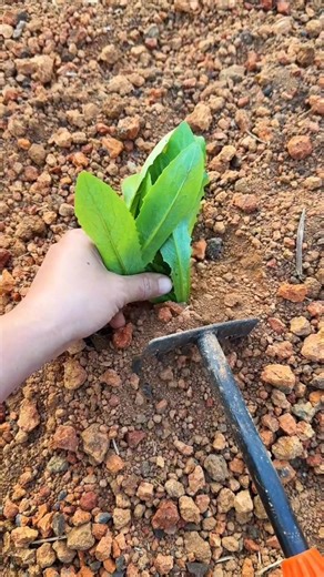 Planting culantro plants Tutorial #farming #shorts