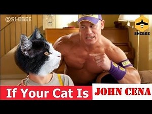 If your cat is Cat Cena #5 | memes | try not to laugh