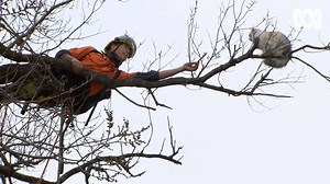 544K views · 20K reactions | Check out this epic cat rescue!  Arborist Jordan Wong was called out to Albert Park last night to rescue a pet cat stuck up a tree. “The cat was up there for over a day, so I was hoping that it was keen to come down,” Jordan said. The cat climbed dangerously further out onto the branch, but Jordan was finally able to coax it with food. The rescue took almost two hours and the lucky cat was returned safely to its owner. | ABC Melbourne | Facebook