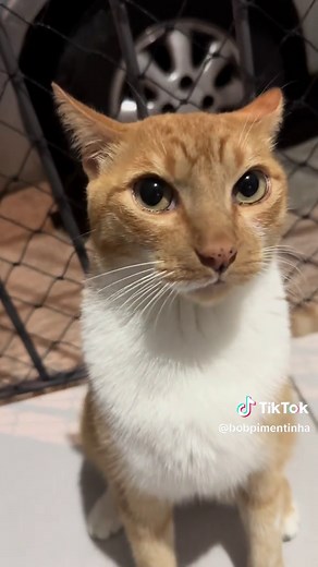 Gatinhos Engraçados do TikTok: O Bob e suas Travessuras