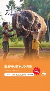 2.7K views · 18 reactions | It’s more than just mud, it's full-on splash fun with elephants!  Elephant Mud Fun brings big laughs, muddy memories, and yes… extra fun at a better price. Ready to get closer to the gentle giants? Now’s the time to enjoy 10% OFF! #ElephantMudFun #BaliZoo #Wildlife #Bali #Zoo #WildlifeExperience #BaliAdventure | BALI ZOO | Facebook