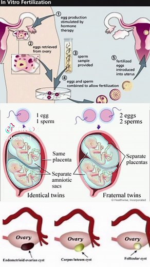 Fertilization Process of Baby Month by Month