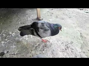 SUARA BURUNG DARA JANTAN MEMANGGIL BETINA