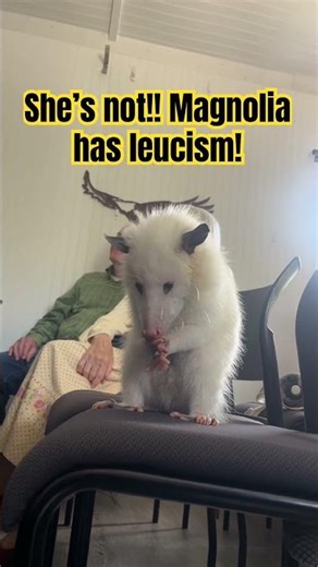 Is this Opossum an albino or leucistic? #wildliferescue #wildlife #opossums #cuteanimal #animals