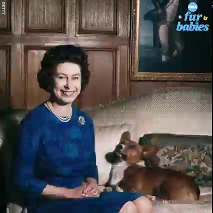 Queen Elizabeth II loves her corgis and has owned more than 30 pups over the course of her reign. 🐶 https://gma.abc/2UKP3ch | Good Morning America
