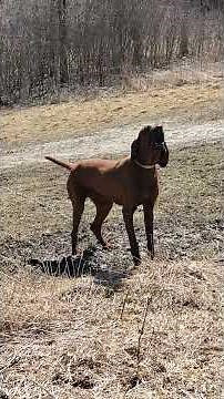 Beautiful REDBONE COONHOUND 'Nellie' has a conversation with her dad