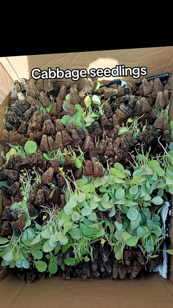 Transplanting Cabbage Seedlings: A Step-by-Step Journey