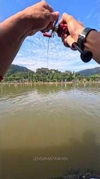 STRIKE PADU ! ⚡️ SETUP PADU ! 🔥 COMBO SEAHAWK XEON MINI TYPE R 🔥🔥 ‪@TeamSeahawkFishing‬ #fishing