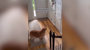 Dog's Day When School Returns