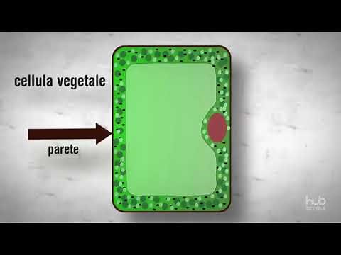 Cells under the microscope