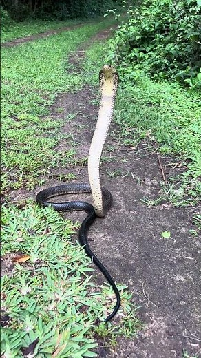 Deadly snake on the path #shorts