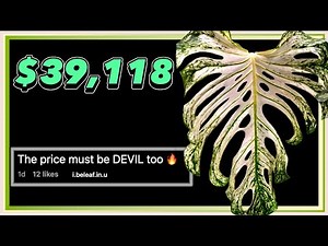 The NEWEST Variegated Monstera