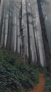 There's something magical about the misty, moody forests around Corvallis 🍃🌫️. Whether it's the way the fog hugs the trees or the peaceful silence that fills the air, these woods are pure magic. Who else loves the vibe of a foggy forest hike? Tag a friend you'd take on this misty adventure! 🎥 Video credit: @coffeexwitch #VisitCorvallis #MistyForests #CorvallisAdventures #NatureLovers | Visit Corvallis