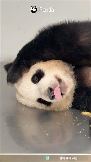 Which Sleeper Are You? | iPanda #shorts #HKPanda