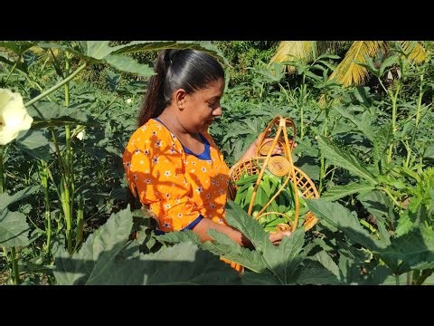 How to make okra.....my srilankan village kitchen