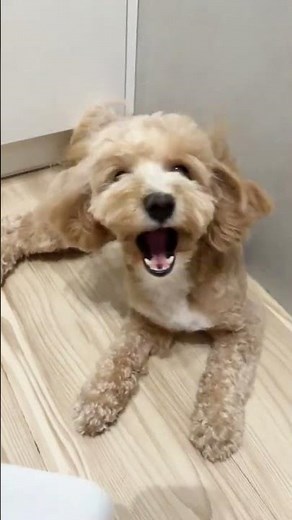 Non Stop Fun! Poodle Playing and Having the Best Time #cutepoodle #petfun
