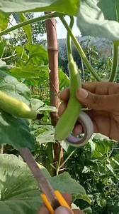 1M views · 5.1K reactions | Guard grafting techniques | Farming Hack #grafting #farming #gardening #satisfying #fyp | Go Green Us | Facebook