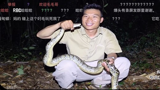 『蛇类科普蛇哥』福建•缅甸蟒。缅甸蟒（学名：Python bivittatus）是蟒科、蟒属爬行动物。