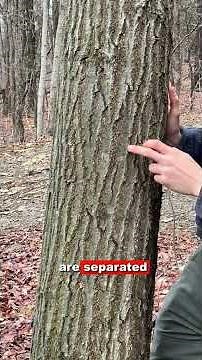 Ski Tracks and Red Oak