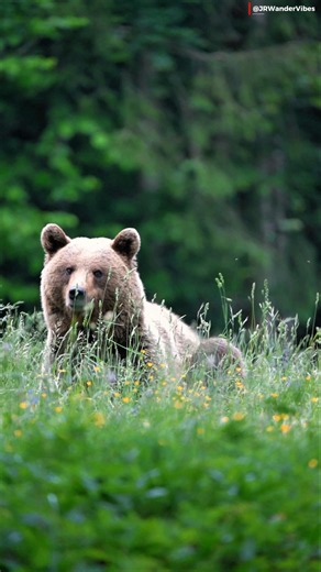 Majestic Brown Bear Relaxing in Wild Grass🌿🐻✨