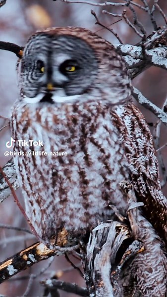 Explore the Enigmatic Great Gray Owl