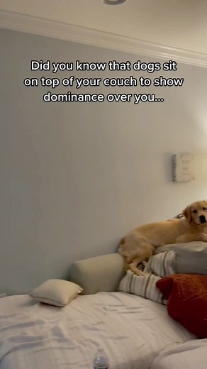 Dog Dominance Behaviors Explained