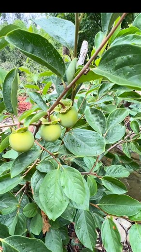 Costa Georgiadis on Instagram: "This old persimmon tree appeared to have reached its use-by date and was deemed to be finished. At that point the idea came along to ise it as a plant hanger for orchids and it was bent over on an angle and orchids were attached to the branches in order to create a bit of a feature with a slightly quirky off beat lean to it. But this person didn’t read the script and a couple of months later it rebooted from what appears to be below the graft which would make it a