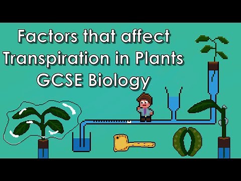 Factors that Affect Transpiration in Plants- WJEC/AQA Biology - (GCSE REVISION)