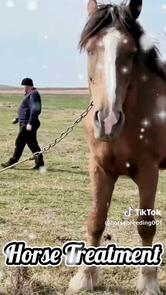 Stallion Horse Love: Insights on Horse Breeding