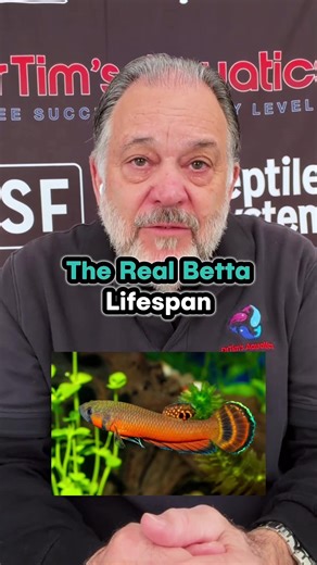 The Real Betta Lifespan Bettas usually live 2–3 years, even in the wild. The internet often exaggerates that number. Good breeders and proper care can still give you a healthy, happy fish. Comment below if you want to learn more about the lifespan and care of betta fish from ethical breeders. #BettaFishLifespan #EthicalBreeders #SmallAquariums