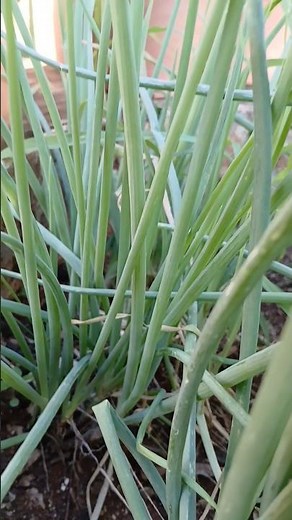 Discover these benefits of green onions that nobody tells you about #tips #health #green #onions