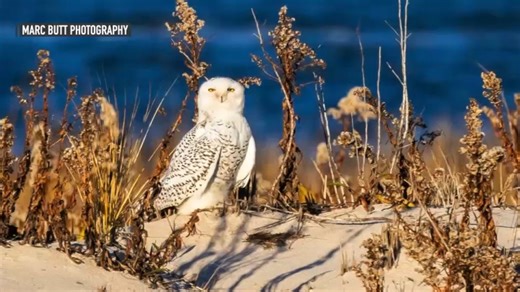 Have you seen one? Snowy owls show up at Jersey Shore
