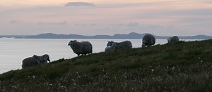 Skye Wool: Our Locally Sourced Collection | Skye Weavers