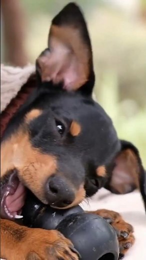 Miniature Pinscher – The Toy-Sized King 👑🔥