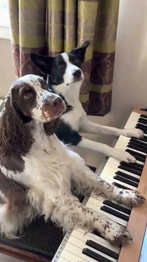 Two Dogs Play Piano Together - 1282419-1