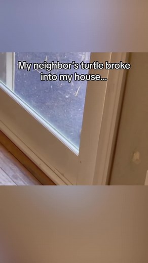 House Broken Tortoise: Neighbor's Turtle Invades My Home