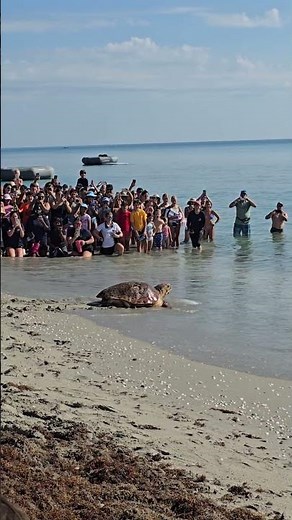 PennyWise release loggerhead marine life