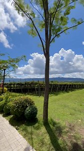 1.5K reactions · 33 shares | It’s grape picking season!  A perfect time to experience traditional grape picking here at The Vineyard. 狀 Don’t miss out our harvest season! For inquiries call our Reservations Team: 0966 468 6777 0966 650 8358 0939 607 4623 0920 523 9498 0966 650 8357 #grapesfarm #grapepicking #thevineyard #wheninbatangas #taallake #taallakeview #luxuryresort #thevineyardattanauan | The Vineyard At Tanauan | Facebook