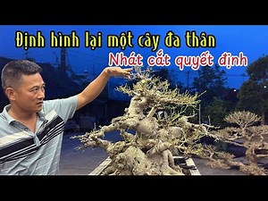 Shaping and pruning a multi-trunk tree! THE DECISIVE CUT | Quang Tung