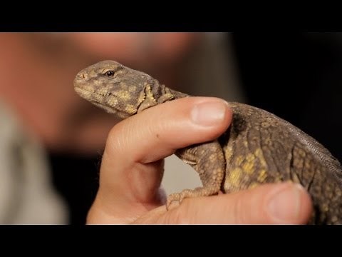 6 Facts about Spiny-Tailed Lizards | Pet Reptiles