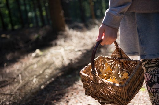 California officials warn against foraging for wild mushrooms amid uptick in death caps