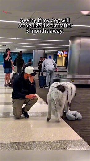 True Love Stories of Pets: Heartwarming Moments