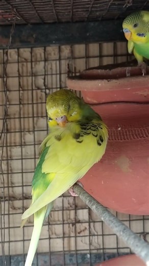 DAY 103 - BEUTIFUL BUDGIES AMAZING FACTS #birdcare #birds #budgiefood #facts #animalfacts